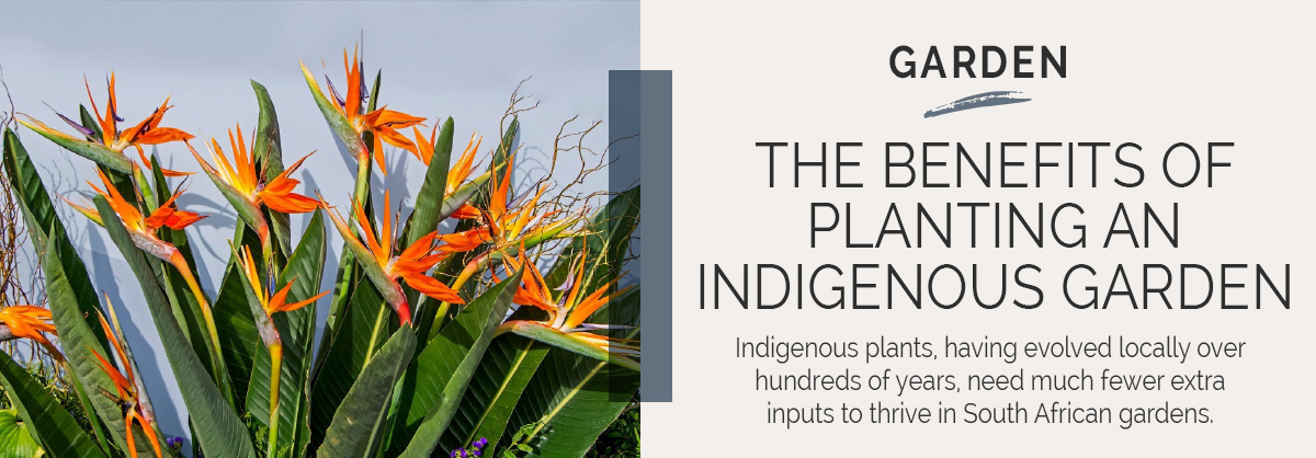 indigenous plants