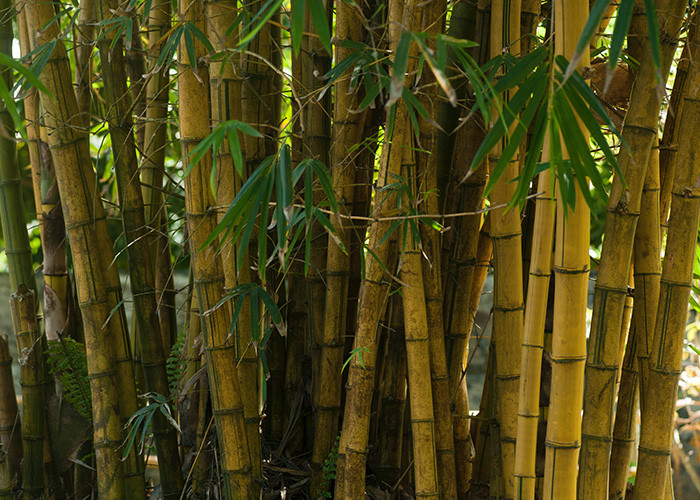 Bamboo in domestic use