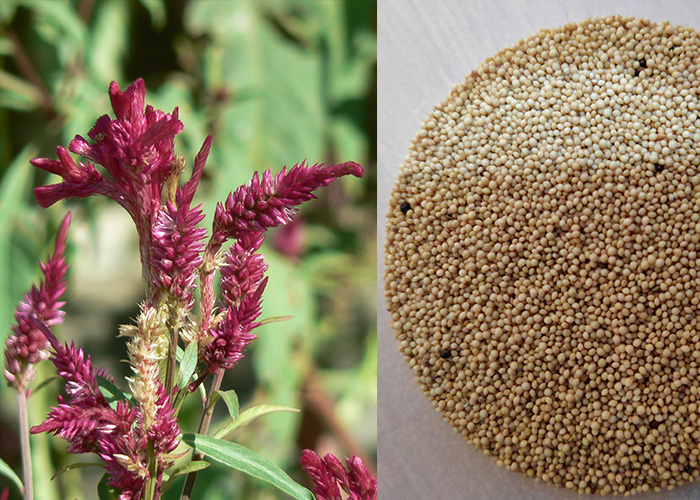 Amaranth