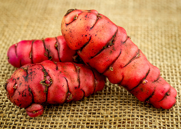 Oca Vegetable